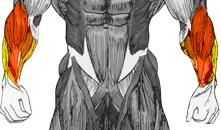 Klopení předloktí podhmatem