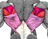 Přítahy gumy (expandéru)