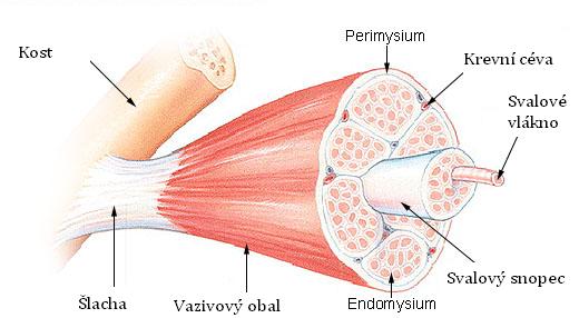 Všechno, úplně všechno o svalech